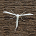 Plain and Elliott's Plume Moths - Photo (c) Brad Walker, some rights reserved (CC BY-NC), uploaded by Brad Walker
