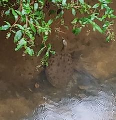 Apalone spinifera aspera