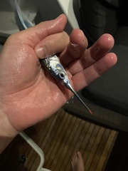 Hemiramphus saltator