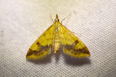 Choristostigma plumbosignalis