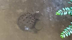 Apalone spinifera aspera