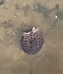 Apalone spinifera aspera