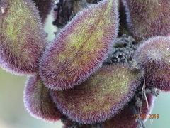 Sterculia urens