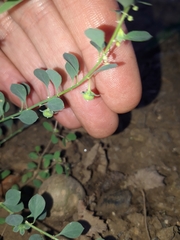 Andrachne telephioides