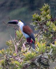 Black-Billed Mountain-Toucan photo 4