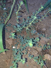 Andrachne telephioides