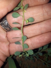 Andrachne telephioides