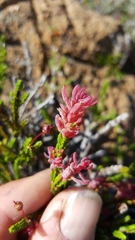 Exobasidium cassiopes