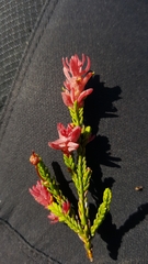 Exobasidium cassiopes