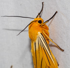 Pseudischnocampa nervosa