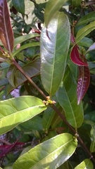 Excoecaria cochinchinensis