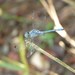 Sympetrum gracile - Photo (c) Show_ryu, some rights reserved (CC BY-SA)