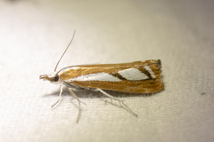 Catoptria latiradiellus