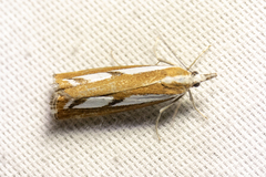 Catoptria latiradiellus