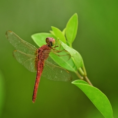 Crocothemis
