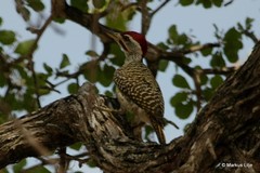 Campethera scriptoricauda