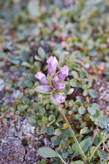 Gentianella propinqua
