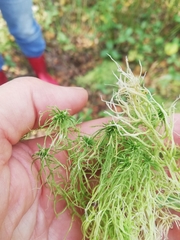 Sphagnum riparium