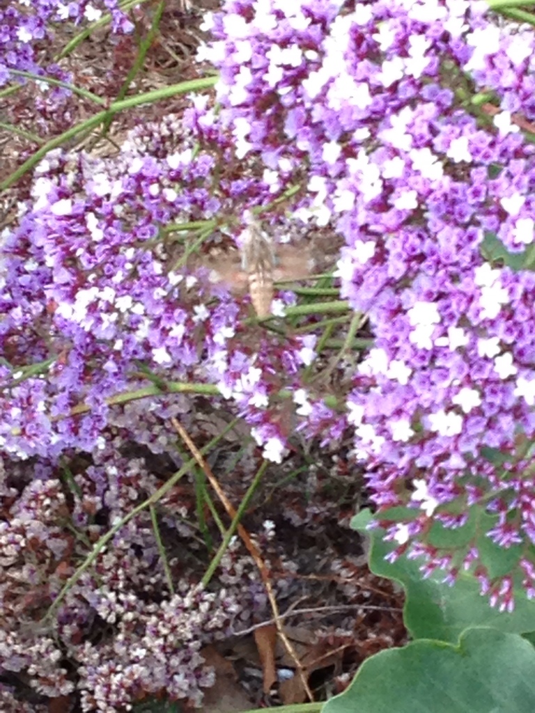 Perez's sea lavender