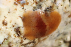 Notoplana sanguinea