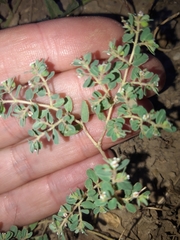 Euphorbia chamaesyce