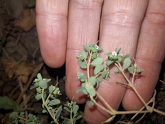 Euphorbia chamaesyce