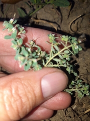 Euphorbia chamaesyce