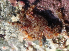 Hapalogaster mertensii