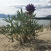 Yukon Lupine - Photo (c) rsealy, some rights reserved (CC BY-NC), uploaded by rsealy