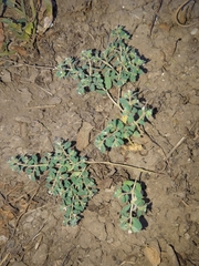 Euphorbia chamaesyce