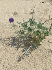 Lupinus kuschei