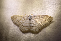 Scopula ancellata