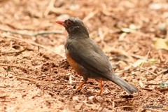 Turdus roehli