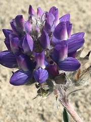 Lupinus kuschei