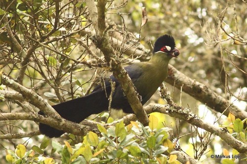 Hartlaub's Turaco