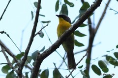 Telophorus nigrifrons