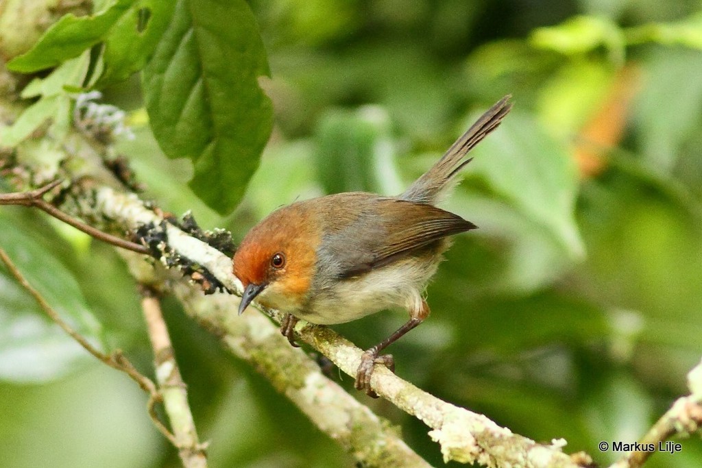 African Tailorbird (Artisornis metopias) photo
