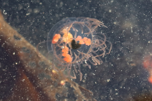 clinging jellyfish