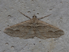 Syneora fractata