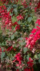 Salvia splendens
