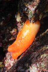 Halocynthia aurantium