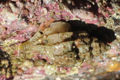 Scabrotrophon stuarti