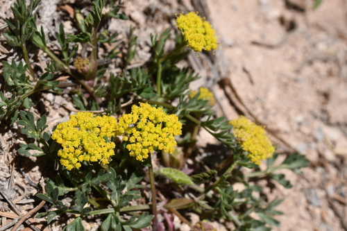 little desertparsley (Lomatium minimum)