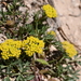 Little Desertparsley - Photo (c) Curren Frasch, some rights reserved (CC BY-NC), uploaded by Curren Frasch