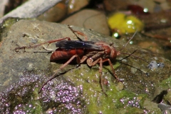 Tachypompilus unicolor