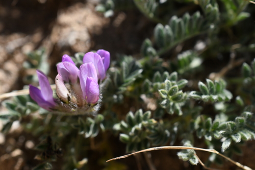 Oxytropis oreophila var. oreophila