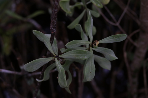Borrichia frutescens image