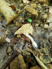 Pseudoomphalina compressipes