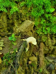 Pseudoomphalina compressipes