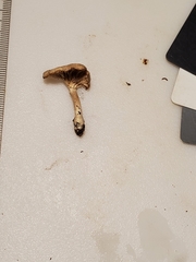 Pseudoomphalina compressipes